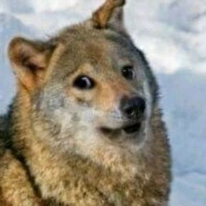 Meet your Posher, Angel